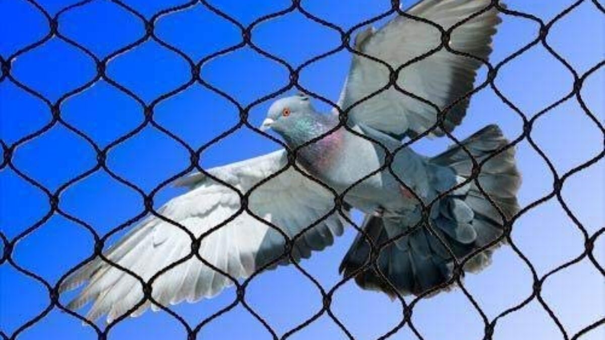 Anti Bird Pigeon control net for Balcony online India - ShopinRoom